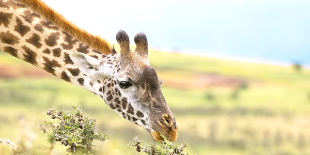 Serengeti Urlaub Abenteuer