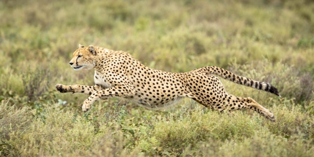 Ngorongoro Region-5