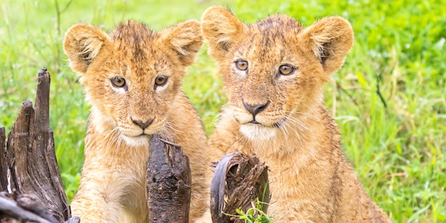 Ngorongoro Region-0