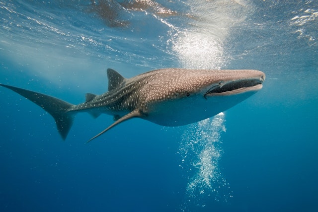 Alif Dhaal Atoll-1