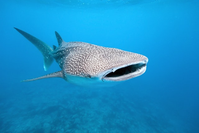 Alif Dhaal Atoll-2