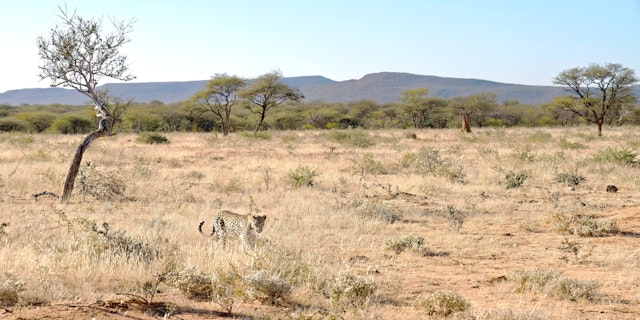 Okonjima Nature Reserve-0