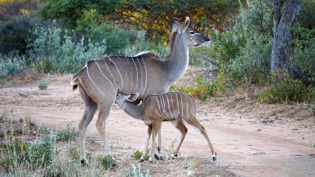 Okonjima Nature Reserve-3