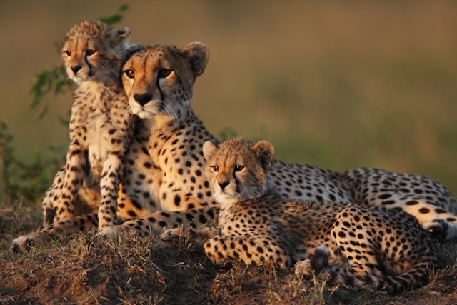 Okonjima Nature Reserve-2