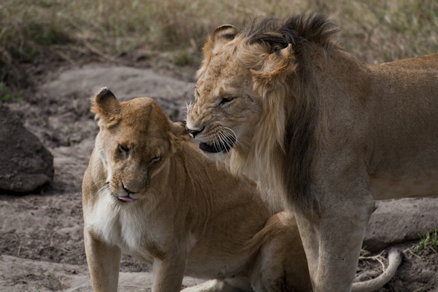 Okonjima Nature Reserve-1