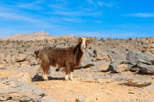 Jebel Akhdar-0