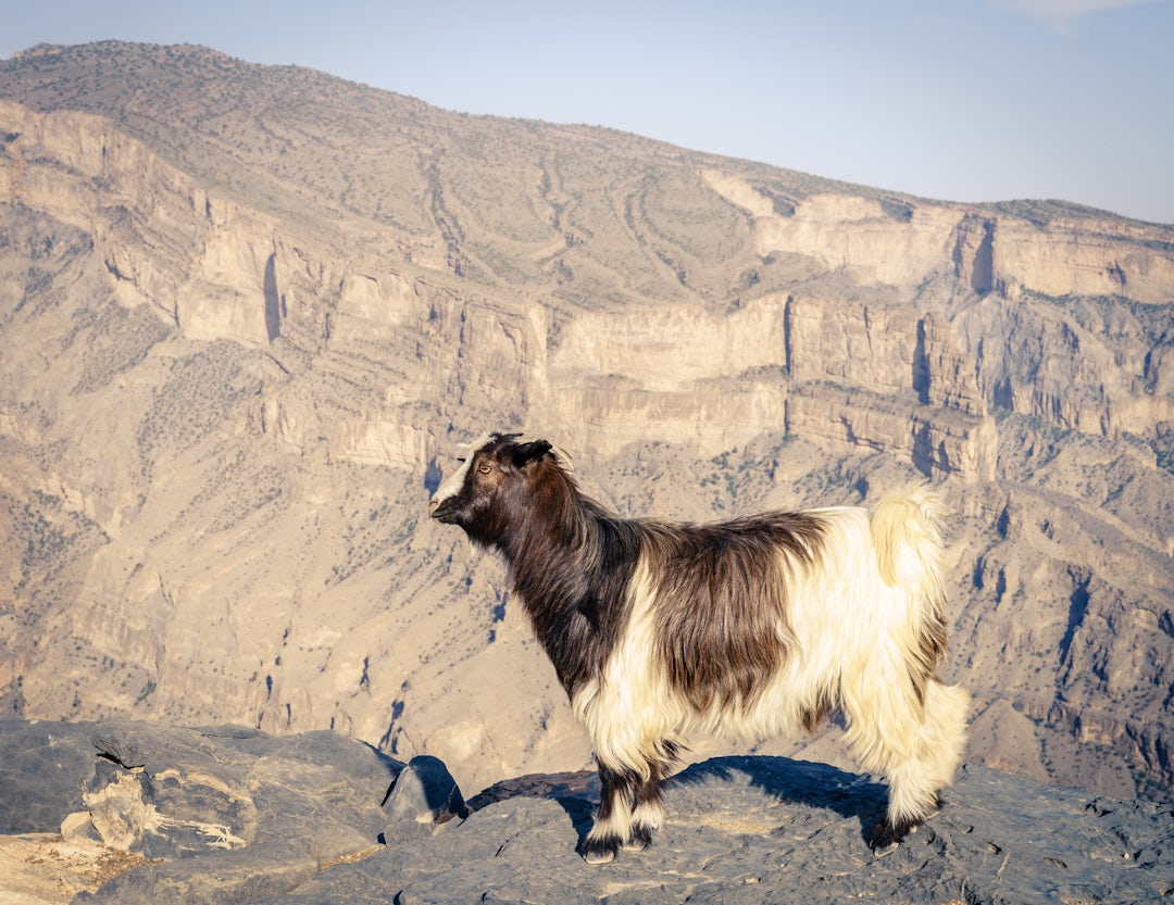 Déserts et wadis : Oman en 10 jours