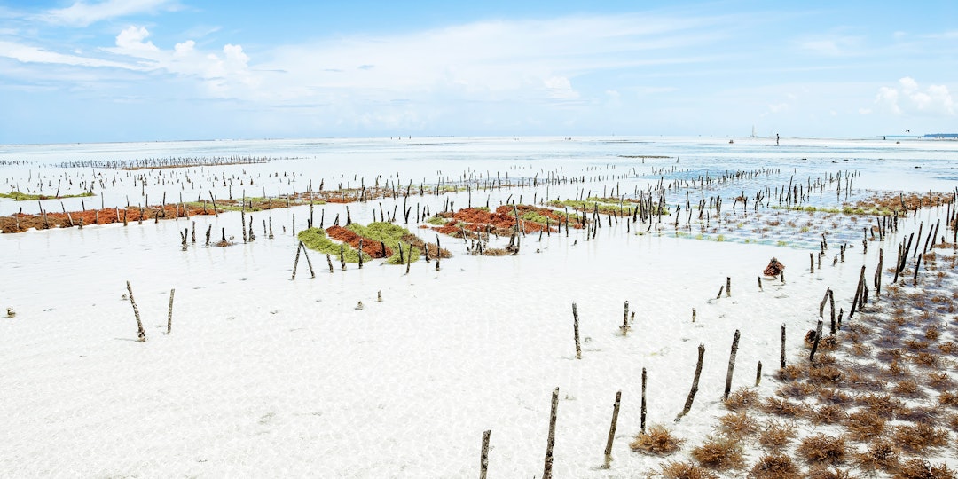 Safari und Baden in Tansania: Strand & Abenteuer