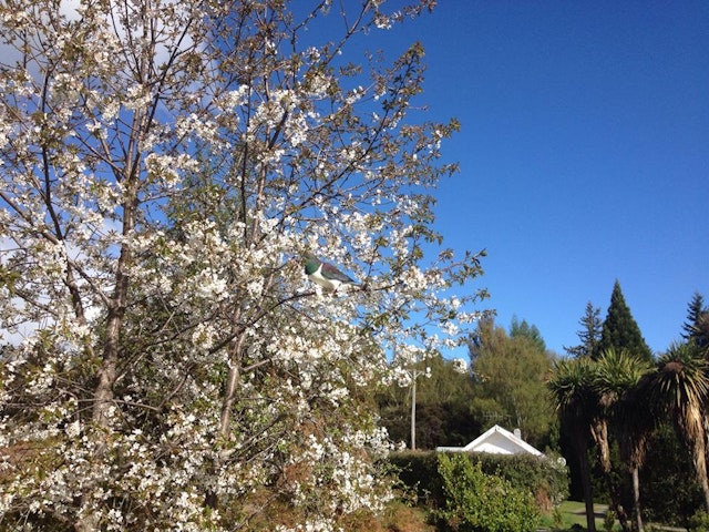 Cosy Kiwi Bed & Breakfast