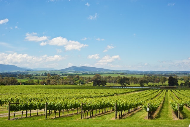 Yarra Valley-0