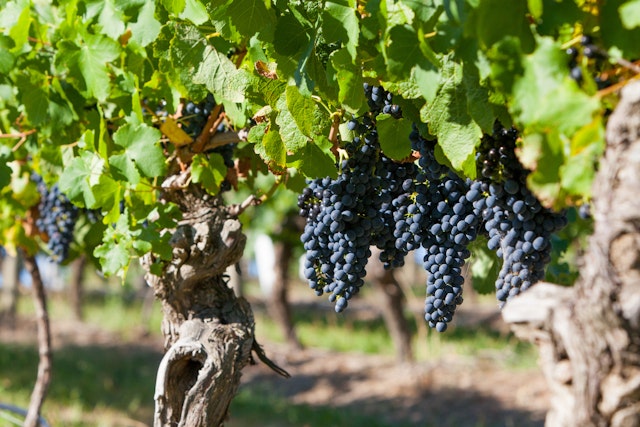Yarra Valley-2