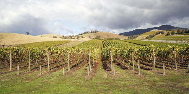 Yarra Valley-0