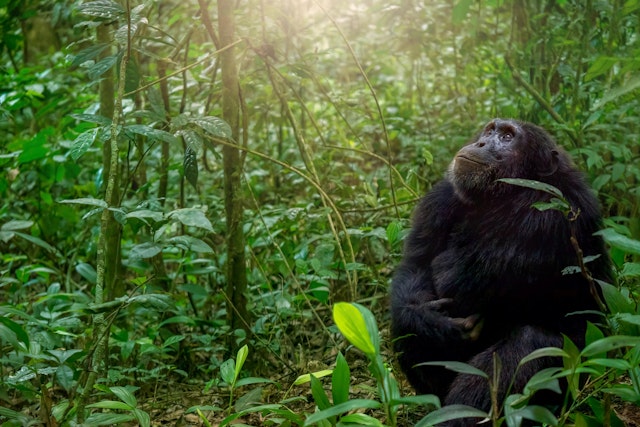 Kibale Forest Nationalpark-2