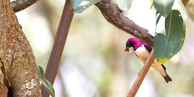 Kibale Forest Nationalpark-5