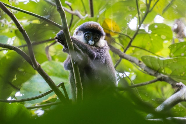 Kibale Forest Nationalpark-3