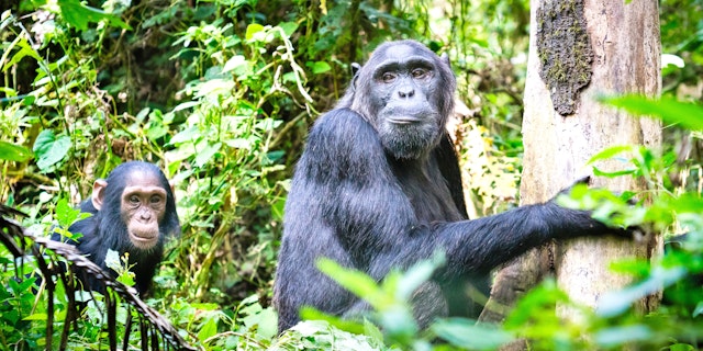 Kibale Forest Nationalpark-3