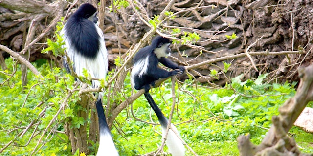 Kibale Forest Nationalpark-2