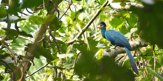 Kibale Forest Nationalpark-1