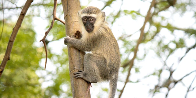 Kibale Forest Nationalpark-4