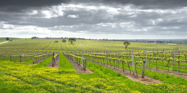 Barossa Valley-7