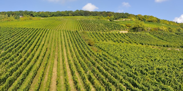 Barossa Valley-3