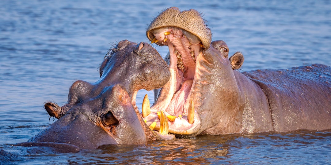 Botswana Fly-in Safari: 11 Tage
