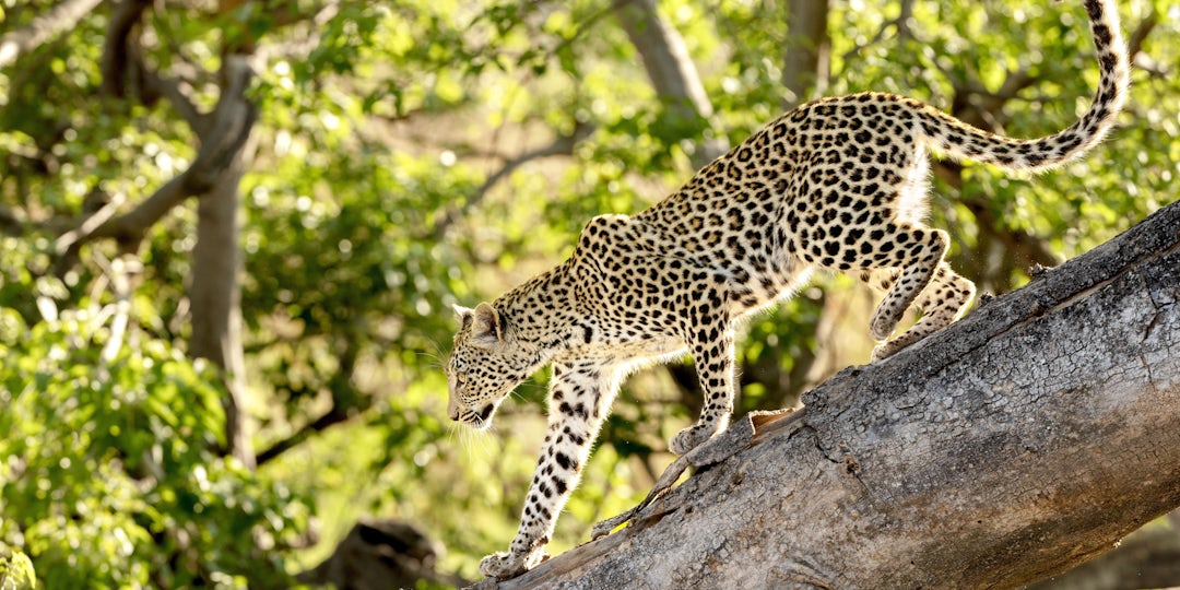 Nordbotswana Fly-in-Safari: 1 Woche