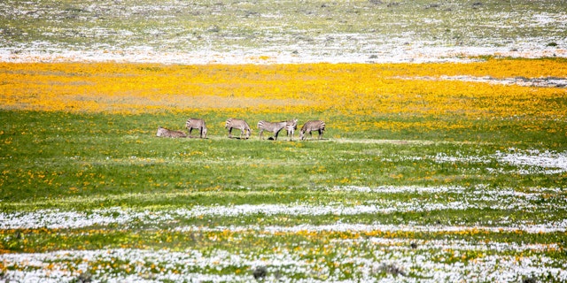 Langebaan-4