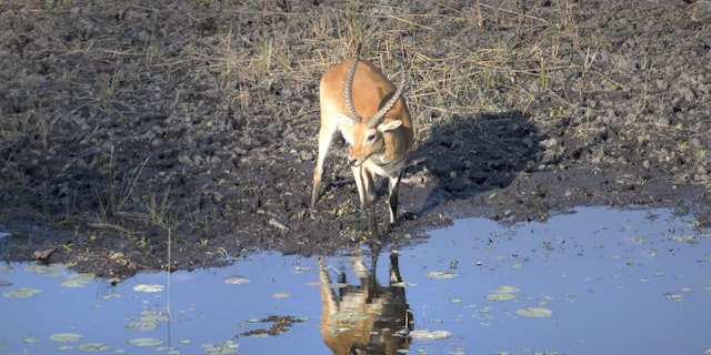 Nkasa-Rupara-Nationalpark-4