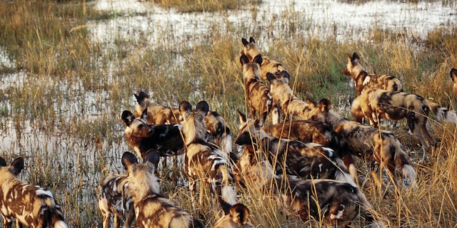 Nkasa-Rupara-Nationalpark-1