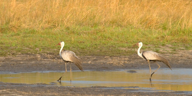 Nkasa-Rupara-Nationalpark-3