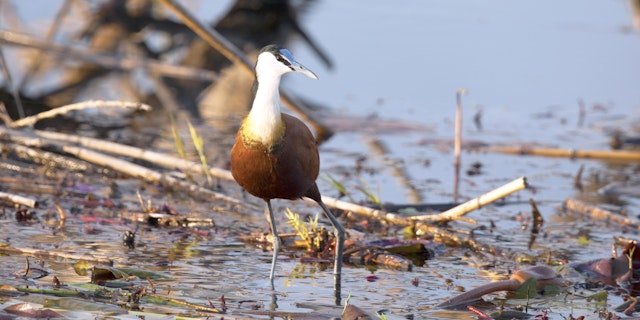 Nkasa-Rupara-Nationalpark-1