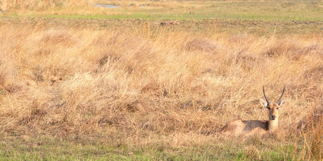 Nkasa-Rupara-Nationalpark-5