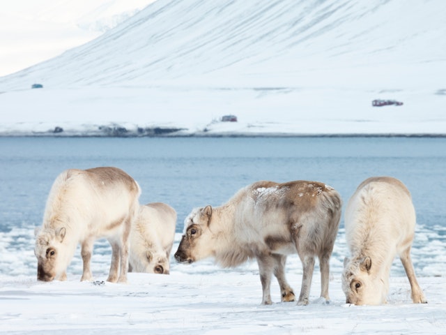 Longyearbyen-2