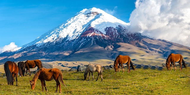 Cotopaxi Nationalpark-1