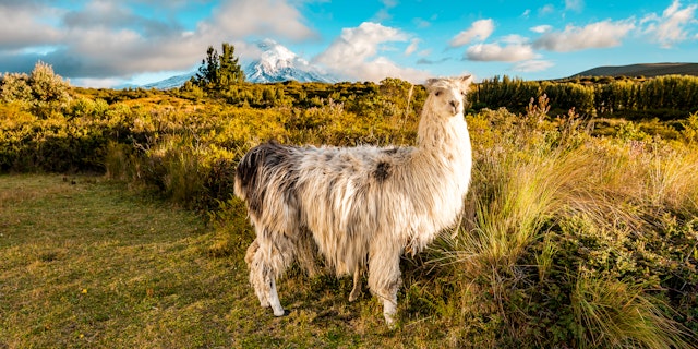 Cotopaxi Nationalpark-0