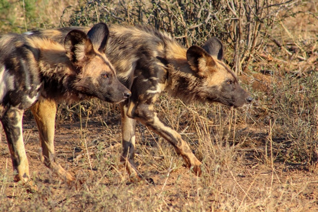 Madikwe Game Reserve-3