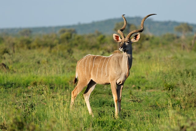 Madikwe Game Reserve-1