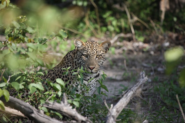 Voyage Afrique du Sud et Botswana : Safari et Chutes Victoria