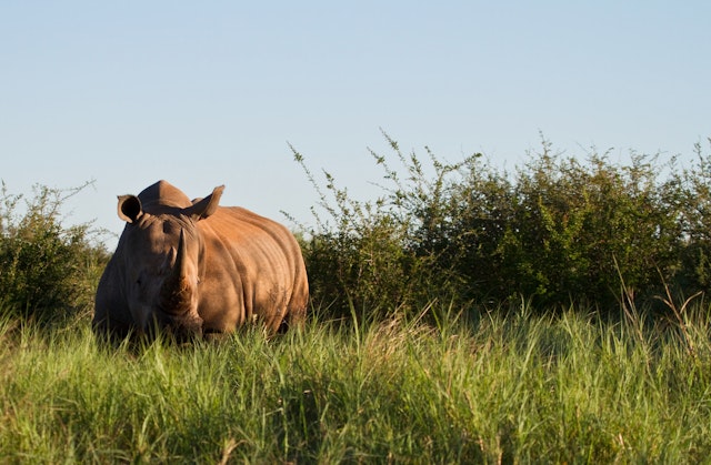 Madikwe Game Reserve-2