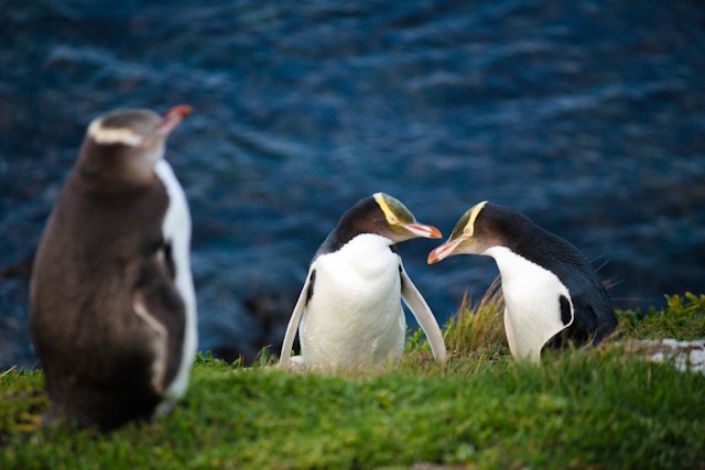 Otago Peninsula-3
