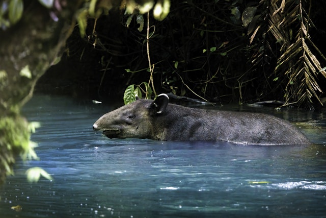 Vulkanische Wunder in Costa Ricas Nationalparks