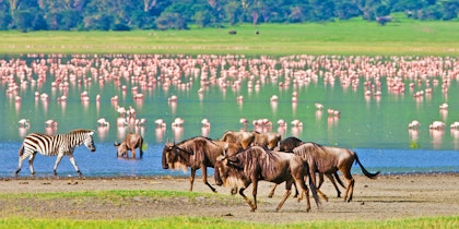 2 Wochen Lodge Safari in Tansania - Image 3