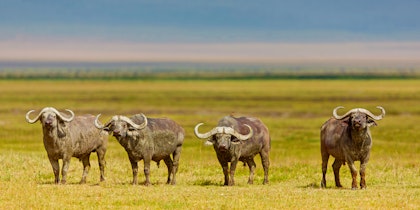 Découverte de la grande migration en Tanzanie - Image 4