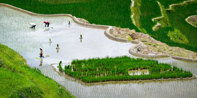 Banaue Rice Terraces-2