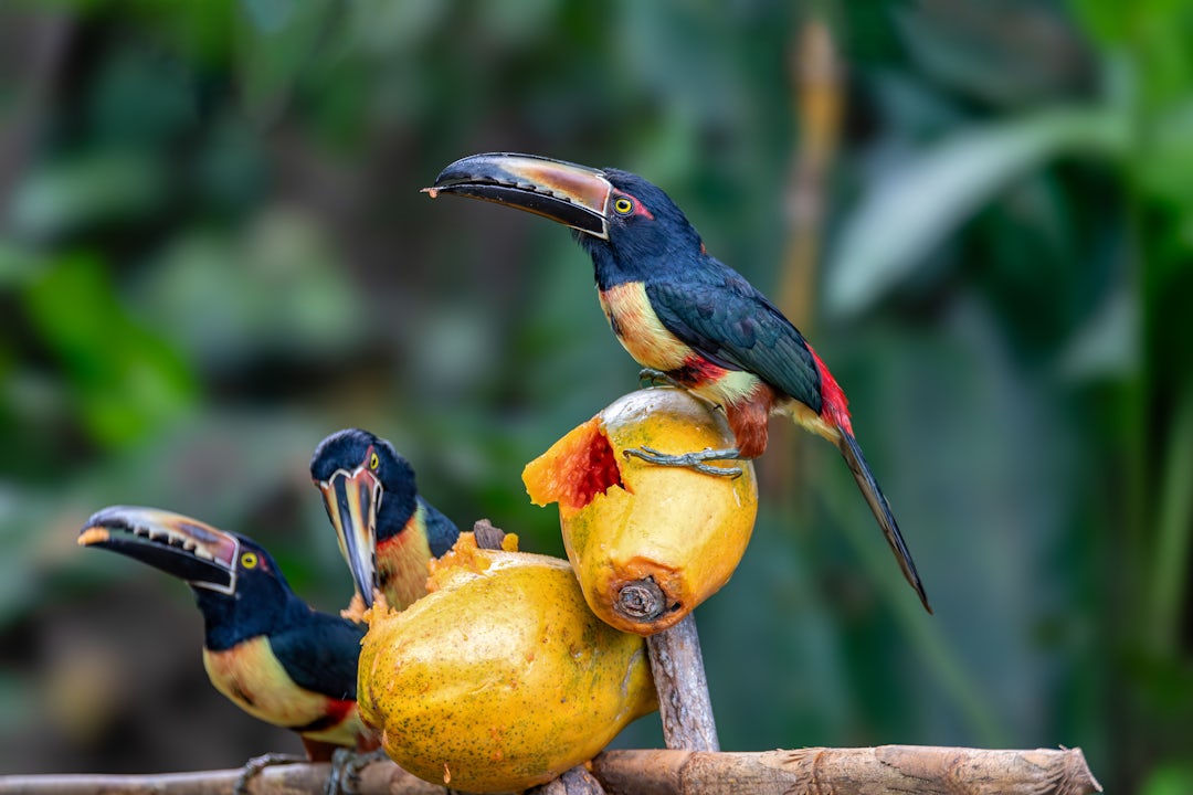 Voyage authentique au Costa Rica