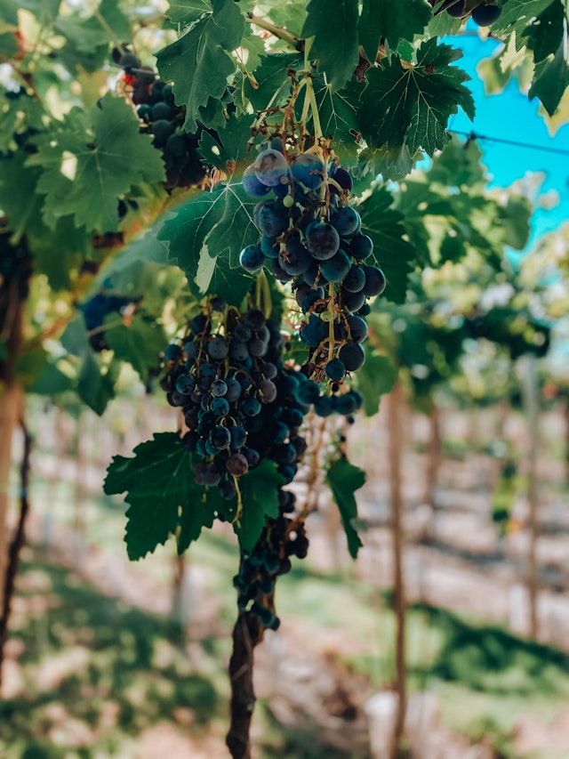 Mendoza Wine Region-1