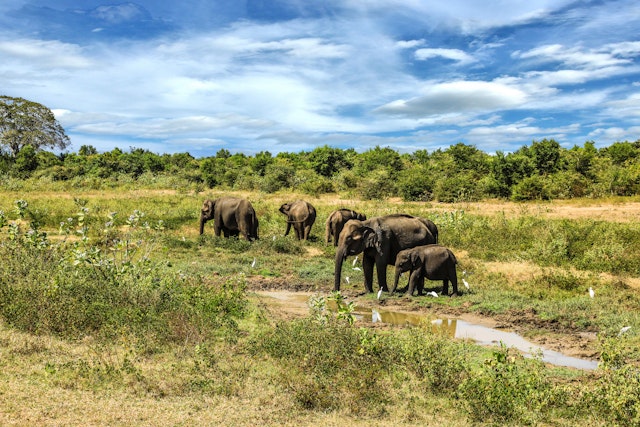 Udawalawa-0