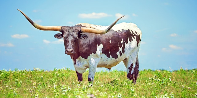 Texas-3
