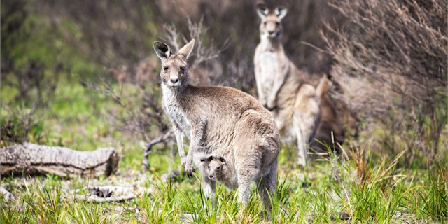 Wilsons Promontory Nationalpark-3